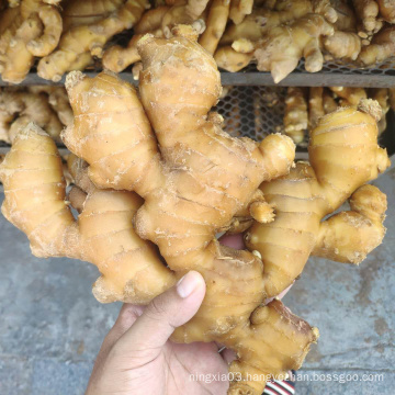 China Wholesale Fresh Organic Yellow Ginger With Price